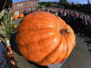 يقطينة- الصور من شينخوا