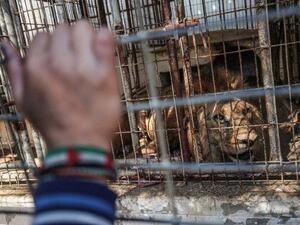 Palestinian children look through the bars of a cage at a lion at Rafah Zoo in southern Gaza. (AFP)