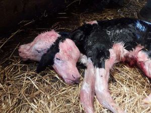 Two-Headed Calf  (Twitter)