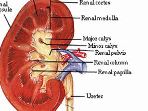 اخ يا كليتي