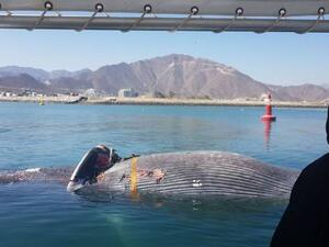 The wind, waves and sea currents had apparently brought the carcass into UAE's waters (Environment and Protected Areas Authority-Sharjah)