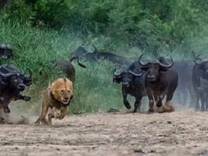 لعل فيه بعض العزاء