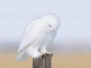 الشبح الابيض