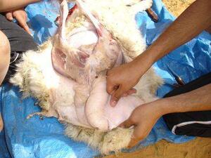 الخروف بعد ما حكى