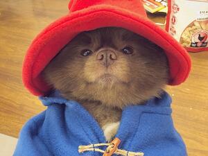 (bertiebertthepom/ Instagram)