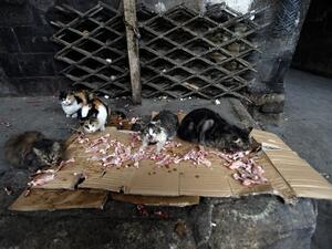 A woman was found with 40 cats (AFP/File Photo)
