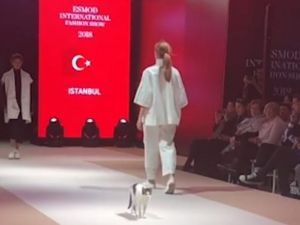 It is first spotted grooming itself casually on the deck before getting to its feet and joining in (Instagram)