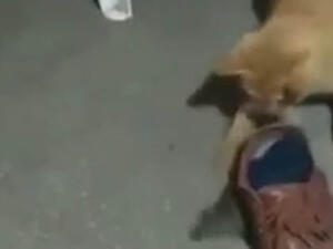 القط والفأر