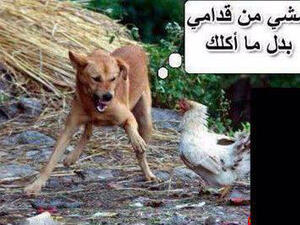 الكلب والديك