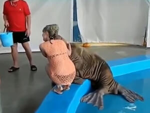 هي وأسد البحر- الفيديو اعلى يسار الصفحة