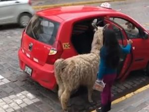 A young girl holds the door open for the animal before getting into the front seat of the taxi beside the driver (Instagram)