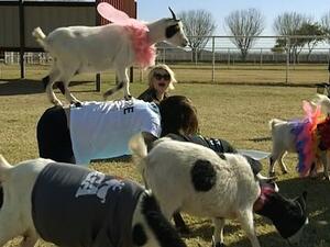 Kelly Osbourne took father Ozzy to try yoga but he wasn't impressed with his 'goat massage' (Facebook)