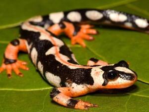 Kaiser's mountain newt (Twitter)