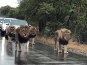 Lions halt traffic (Twitter)