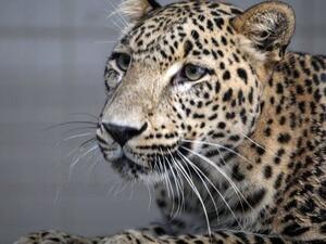 Persian leopard (Twitter)