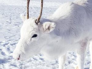 White reindeer (Twitter)