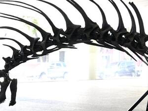 Bajadasaurus pronuspinax (Twitter)