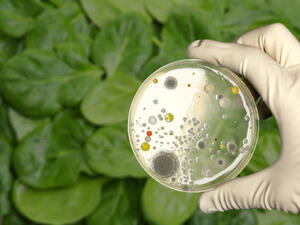 Romaine lettuce (Shutterstock)