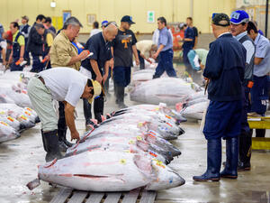 Bluefin tuna (Shutterstock)