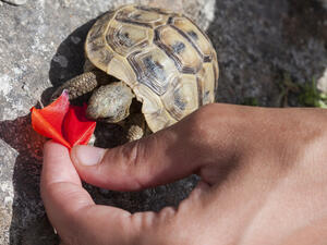Greek tortoises (Shutterstock)