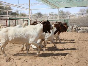 يوفر المركز لمربي الثروة الحيوانية من غير التجار 80 حظيرة بالمجان لعرض وبيع ما يمتلكونه من المواشي لزوار المهرجان الراغبين في شراء الذبائح طوال فترة المهرجان.

