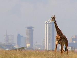 A giraffe in Nairobi National Park against the backdrop of Nairobi's skyline, Kenya. (Kenya Wildlife Service)