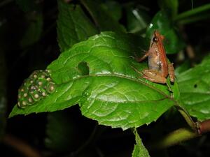 A new species of puddle frog.