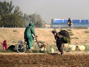 In this photograph taken on August 19, 2016, a woman cycles past an elderly Afghan villager carrying a bundle of grass over his shoulders in Kandahar. (AFP/Jaweed Tanveer) In this photograph taken on August 19, 2016, a woman cycles past an elderly Afghan villager carrying a bundle of grass over his shoulders in Kandahar. (AFP/Jaweed Tanveer)