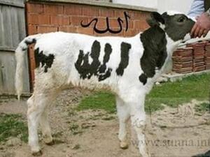 بقرة تحمل لفظ الجلالة!.