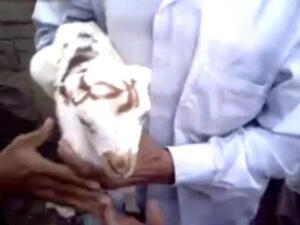 الخروف اليمني وقد كتب على جبهته: "ارحل"!.