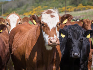 Saudi Arabia will allow imports of beef and beef products from US cattle less than 30 months of age, with the policy expanded after a phase-in period. (Shutterstock)