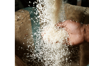 A previous ban on rice exports was lifted in October due to an expected surplus.  (Al Waled)