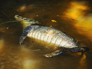 (Shutterstock/ File Photo)