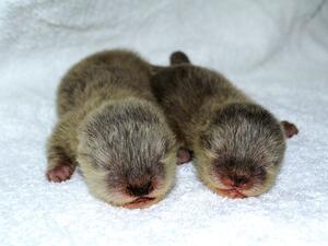 بيبي اوتيرز في دبي أكواريوم وحديقة الحيوانات تحت الماء.