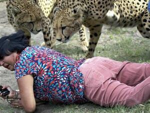 السيدة بين الفهود