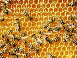 Bees. (Shutterstock)