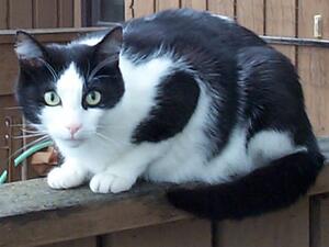 According to Article 432 of the emirate's federal law code, a fine of up to AED 1000 ($272) is to be imposed on individuals who neglect and torture a pet in their custody. (File/photo)