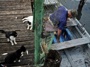 Feral cats crowd a boat in the hopes of receiving scraps from fishermen at a local dock (Photo by Greg Kahn/Getty Images) 