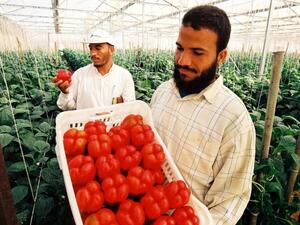 Egyptian agricultural products exported to Russia are estimated at $350 million annually. (USAID)