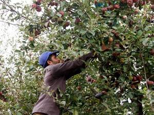 The new deal with Egypt, if approved, would boost annual apple exports to 50,000 tons. (The Daily Star/Mohammad Azakir)