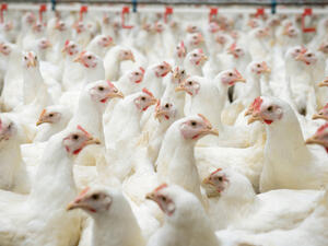 There are 2,689 poultry farms in Jordan. (Shutterstock)
