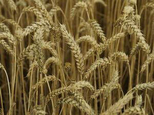 Egypt's policy change on its wheat imports will hurt Russia, Egypt's number one wheat supplier. (File photo)