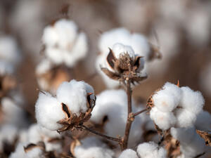 The Cotton Egypt Association estimates that about 90 percent of global supplies of Egyptian cotton last year were fake. (File photo)