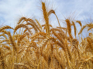 The US previously implemented wheat grants in Jordan worth a total of $36 million. 