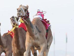 Camel racing is a popular sport with a particularly deep-rooted history in the United Arab Emirates