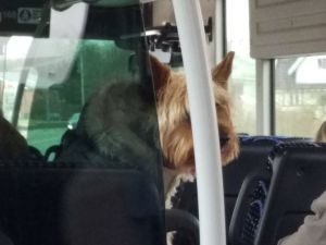 Dog in the bus (Twitter)