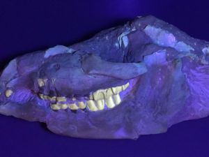 Teeth of a mastodon (Twitter)