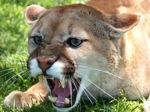 Villagers and security forces succeeded in tracking down the tiger and killing it. (File photo)