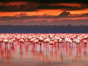 Flamingos becoming a rare sight as Turkey’s Lake Tuz (Twitter)