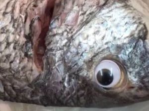 Kuwaiti store 'is closed down after staff stuck 'googly eyes' on fish. (Twitter)
